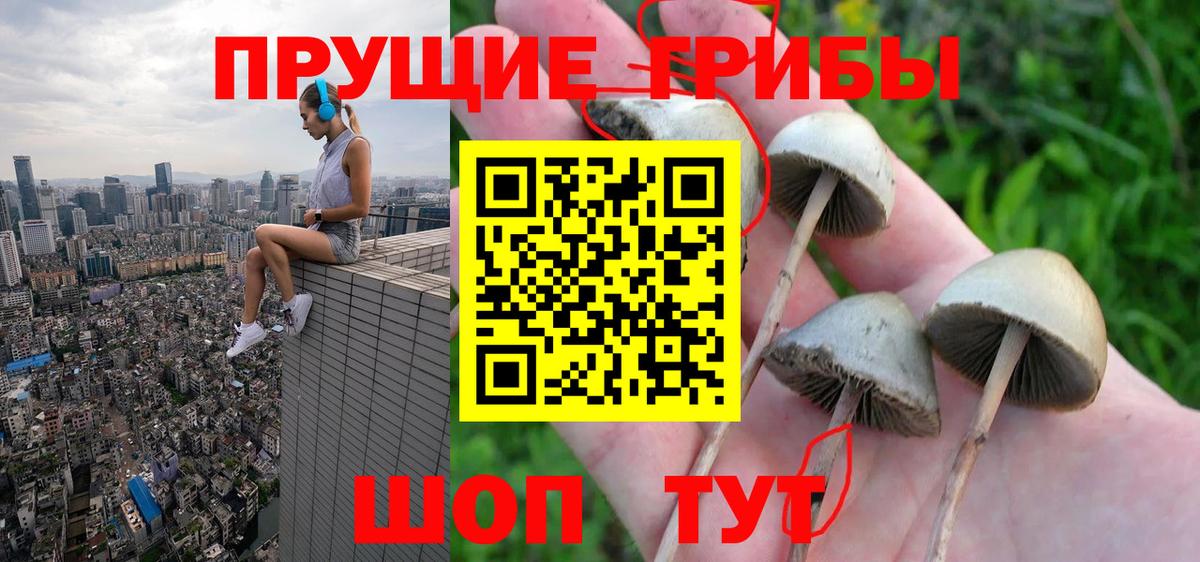 Раменское  Псилоцибиновые грибы прущие грибы  Галлюциногенные грибы Psilocybine cubensis  Вход с VPN 
